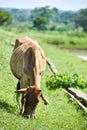 Cows grazing on a green field in India Royalty Free Stock Photo