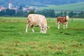 Cows grazing on a green field Royalty Free Stock Photo