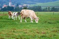 Cows grazing on a green field Royalty Free Stock Photo