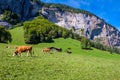 Cows grazing in green fields near Lauterbrunnen Bernese Oberland, Switzerland Royalty Free Stock Photo