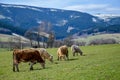 Cows grazing on the green grass with mountains behind Royalty Free Stock Photo