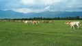 cows grazing on green grass in the mountains