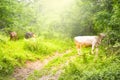 Cows grazing on the green meadow with bright shining sun in evening.Styled stock photo with rural landscape in Romania Royalty Free Stock Photo