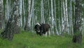 Cows grazing on a green meadow. Cow in forest. Cow in the forest eating grass Royalty Free Stock Photo