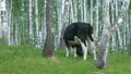 Cows grazing on a green meadow. Cow in forest. Cow in the forest eating grass Royalty Free Stock Photo