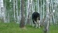 Cows grazing on a green meadow. Cow in forest. Cow in the forest eating grass Royalty Free Stock Photo