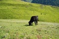 Cows grazing in green meadow. Herd of domestic cows pasturing in lush valley on sunny day Royalty Free Stock Photo