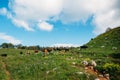 Cows grazing on green meadow in mountains. Cattle on a mountain pasture. Cow in pasture Royalty Free Stock Photo