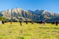 Cows grazing on a green meadow Royalty Free Stock Photo
