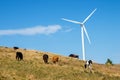 Cows grazing in green meadow next to a wind turbine Royalty Free Stock Photo