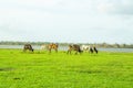 Cows grazing on green meadow in sunny day. Royalty Free Stock Photo