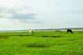 Cows grazing on green meadow in sunny day. Royalty Free Stock Photo