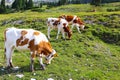 Cows grazing in the green meadows of the Dolomites, Royalty Free Stock Photo