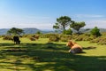 cows grazing on a green mountain meadow, beautiful landscape Royalty Free Stock Photo