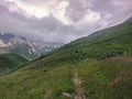 Cows grazing in a green mountain meadow. Brown cattle away from the herd in the background. Mountains in the background on an Royalty Free Stock Photo