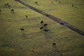 Cows grazing in a green paddock Royalty Free Stock Photo