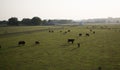 Cows grazing in a green paddock Royalty Free Stock Photo