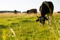 Cows grazing on a green pasture Royalty Free Stock Photo