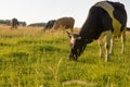 Cows grazing on a green pasture Royalty Free Stock Photo