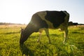 Cows grazing on a green pasture Royalty Free Stock Photo