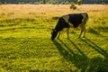 Cows grazing on a green pasture Royalty Free Stock Photo