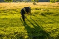 Cows grazing on a green pasture Royalty Free Stock Photo
