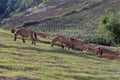 Cows grazing on a green summer field Royalty Free Stock Photo