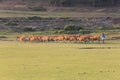 Cows grazing on a green summer field Royalty Free Stock Photo