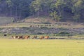 Cows grazing on a green summer field Royalty Free Stock Photo