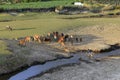 Cows grazing on a green summer field Royalty Free Stock Photo