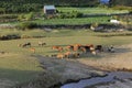 Cows grazing on a green summer field Royalty Free Stock Photo