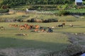 Cows grazing on a green summer field Royalty Free Stock Photo