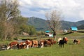 Cows grazing in a green summer meadow against the backdrop of the mountains. Houses and trees in the background. A herd of cows Royalty Free Stock Photo