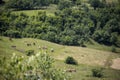 Cows grazing on a green summer meadow. Concept of free range raised animals Royalty Free Stock Photo