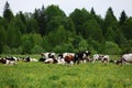 Cows grazing on a green summer meadow Royalty Free Stock Photo