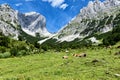Cows grazing in high alpine pastures in the Alps. Austria, Tiro Royalty Free Stock Photo