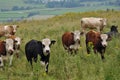 Cows grazing in high grass Royalty Free Stock Photo