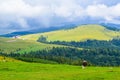 Cows grazing on the high plateau near Transalpina road. This is one of the most beautiful alpine routes in Romania Royalty Free Stock Photo