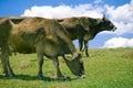 Cows Grazing on a Hill