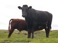 Cows grazing in hills of Ireland 2 Royalty Free Stock Photo