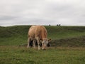 Cows grazing in hills of Ireland Royalty Free Stock Photo