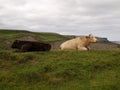 Cows grazing in hills of Ireland Royalty Free Stock Photo