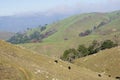 Cows grazing on the hills of Sierra Vista Open Space Preserve, south San Francisco bay, California