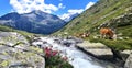 Cows grazing on a hot summer day in the Zillertal Alps in Austria