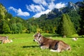 Cows grazing in idyllic green meadow. Scenic view of Bavarian Alps with majestic mountains in the background. Royalty Free Stock Photo