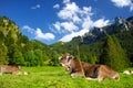 Cows grazing in idyllic green meadow. Scenic view of Bavarian Alps with majestic mountains in the background.