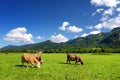 Cows grazing in idyllic green meadow. Scenic view of Bavarian Alps with majestic mountains in the background. Royalty Free Stock Photo