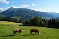 cows grazing in the Austrian Alps of the Dachstein region (Styria or Steiermark, in Austria) Royalty Free Stock Photo