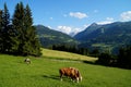 cows grazing in the Austrian Alps of the Dachstein region (Styria or Steiermark, in Austria) Royalty Free Stock Photo