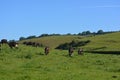 Cows grazing on a lush green hillside Royalty Free Stock Photo